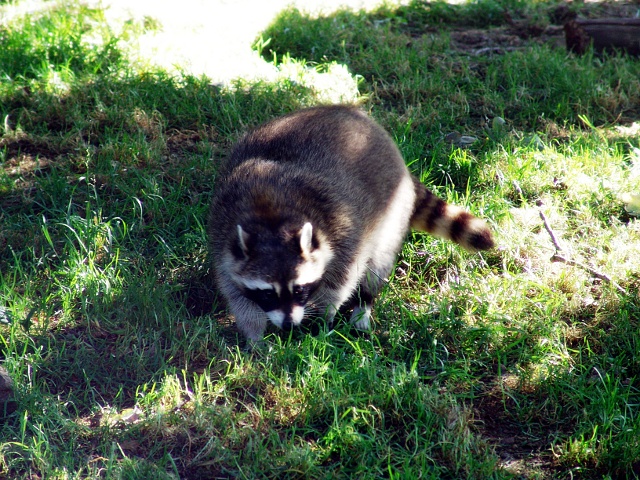 Waschbär